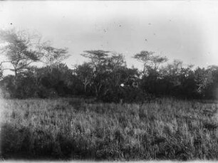 Steppenlandschaft : Ostafrikanische Steppenlandschaft. In der rechten Bildmitte ein Mann