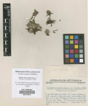 Sempervivum arachnoideum L. var. tomentosum (Schnittsp. et Lehm.) Wohlf.