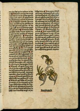 6v-7r, Knoblauch (4. Kapitel)