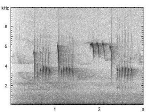 Haubenmeise | Lophophanes cristatus - Ruf