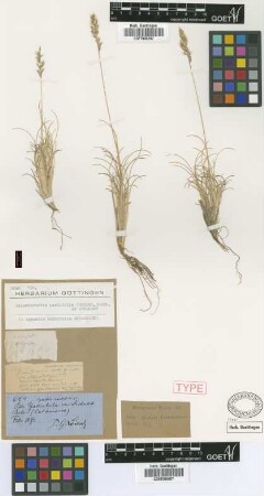 Agrostis nardifolia Griseb. [type]
