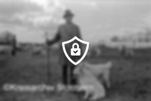 Landwirtschaft: Schäferei Müller: Weide: [Name maskiert] mit Schäferstab und Hunden: hinten Schafherde: hinten links [Name maskiert] hinten rechts Folientunnel: dahinter Knicklandschaft
