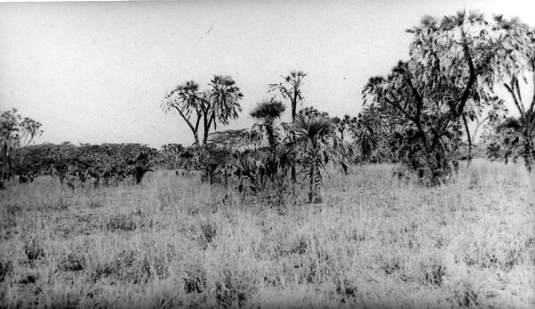 Steppe Masaï avec palmiers Dume