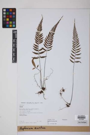 Asplenium auritum Sw.