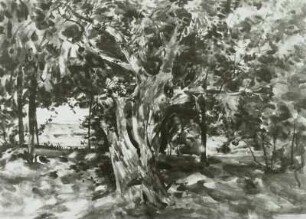 Alte Weide
