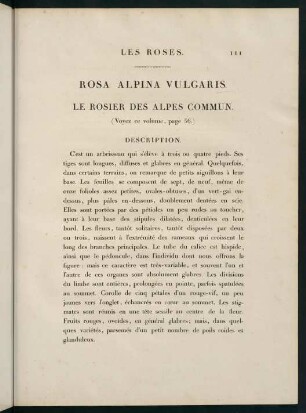 111-112, Rosa Alpina Vulgaris. Le Rosier des Alpes Commun.