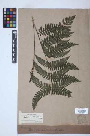 Athyrium costale (Desv.) C. Chr.
