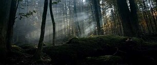 Der wilde Wald - Natur Natur sein lassen