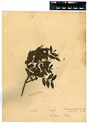 Anacardiaceae Pistacia palaestina Boissier, Edmond (1810 - 1885) [Tabor (Berg)]