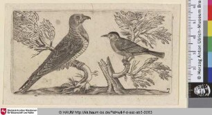 [Ein Falke und ein Vogel; A hawk and a bird]