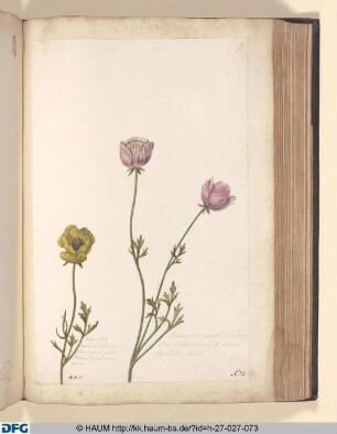 Acriviola maxima oderata. S. Cardamindum ampliori folio et majori flore.