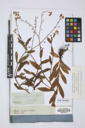 Myosotis laxiflora Reichenb.