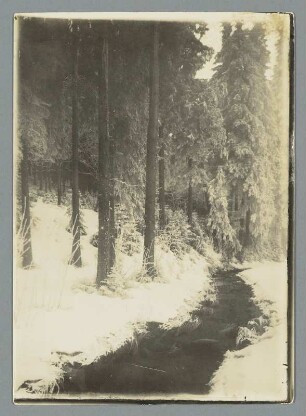 An des Baches Ufer steht der Winterwald