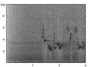 Rubinkehlchen | Luscinia calliope - Gesang