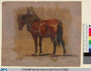 Pferd von hinten mit einem Teil einer Rüstung