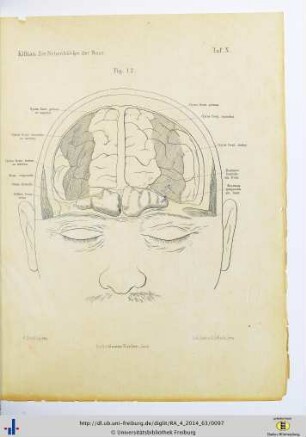 Fig. 12. Taf. X.