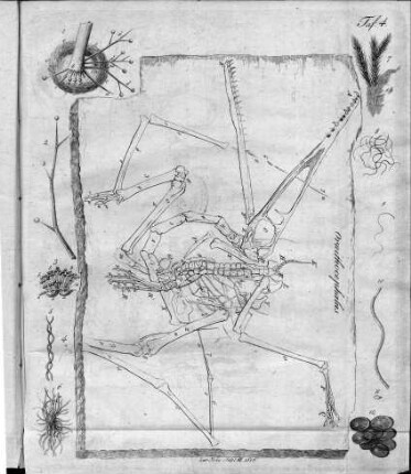 Tafel 4 : zur Isis Heft II. 1818