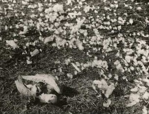 Sturmmöwe (Larus canus L.). Jungtier, vom Wanderfalken geschlagen