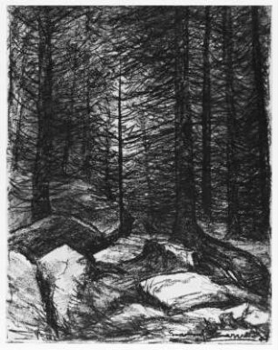 Waldstück mit Fichten und Felsen : Bernkopf, Georg: Waldstück mit Fichten und Felsen, wohl in der Sächsischen Schweiz. Kohlezeichnung, bezeichnet "Georg Bernkopf"