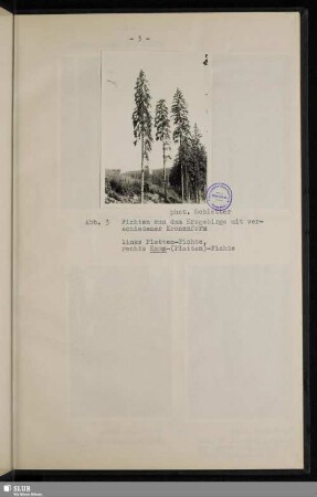 Abb. 3 Fichten aus dem Erzgebirge mit verschiedener Kronenform