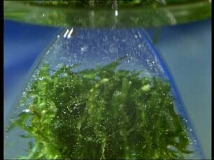 Photosynthese - Sauerstoffentwicklung: Lichtfaktor