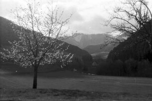 Himmelreich: Blick ins Höllental; mit Blütenbaum