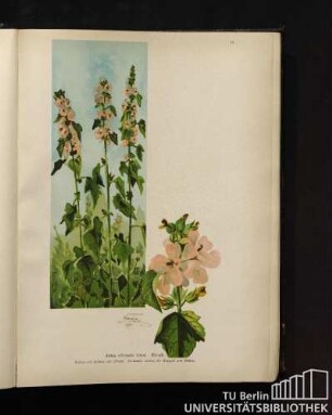 Althea officinalis Linné. Eibisch.