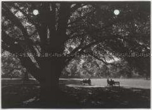 Hamburg, Hirschpark, Herbst