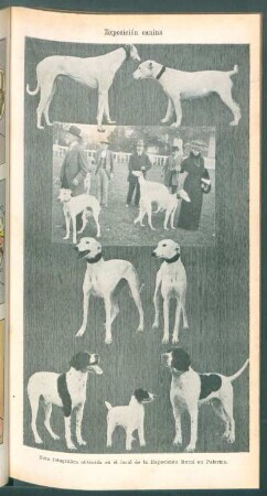 Exposición canina - [Ilustración]