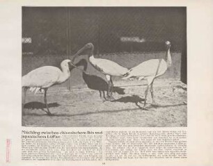 Mischling zwischen chinesischem Ibis und japanischen Löffler