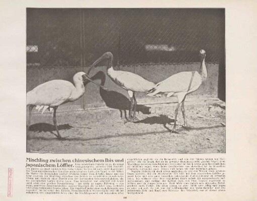 Mischling zwischen chinesischem Ibis und japanischen Löffler