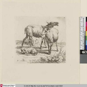 [Zwei stehende Schafe und zwischen einem liegenden Schaf und einem liegenden Lamm; The Set of the Sheep, 4; Un mouton debout [...] ; il bêle la tête élevée [...]]