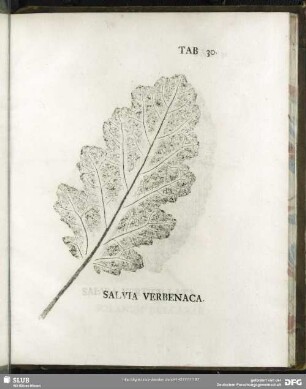 Tab. 30. Salvia Verbenaca. (Eisenkraut-Salbei)