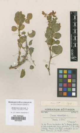 Ononis rotundifolia L.