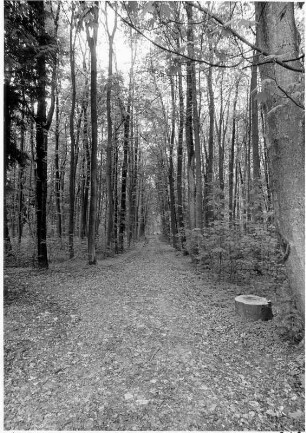 Großer Tannenwald; Bad Homburg, Großer Tannenwald
