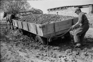 VEB Gemüsekombinat Wollup. Kartoffelernte. Beladen eines Pferdefuhrwerkes mit gernteten Kartoffeln