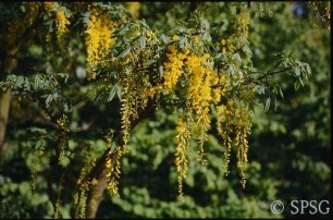 Potsdam, Park Sanssouci, Sträucher und Klettergehölze, Blüte.