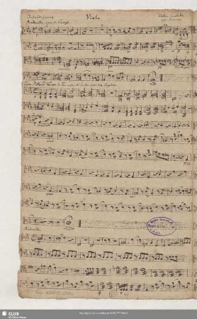 Viola