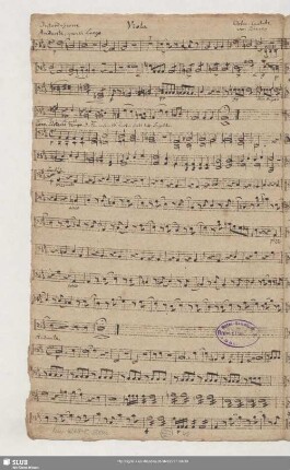 Viola