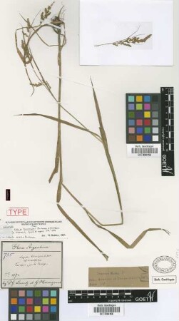 Luzula hieronymi Buchenau & Griseb. in Griseb. [lectotype]