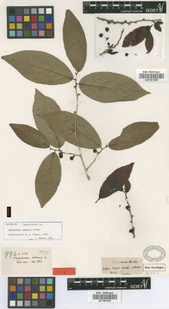 Ampelocera cubensis Griseb. [isolectotype]