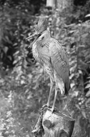 Staatliche Vogelschutzwarte in der Hermann-Schneider-Allee