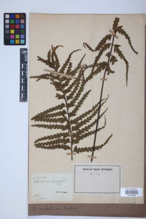 Asplenium caudatum G.Forst.