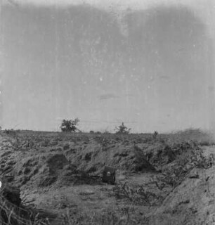 Feldbau : Gepflücktes Yamsfeld