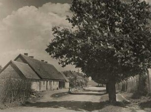Conow. Mecklenburg. Blühende Kastanie an einer Straße