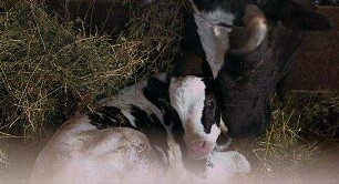 Holy Cow