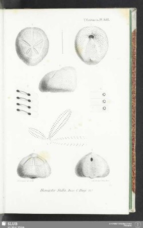 Pl. 882