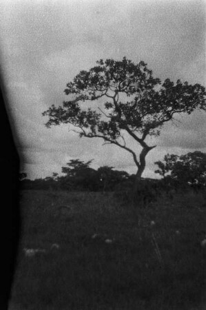 Graslandschaft : Ein einzelner Baum in einer Graslandschaft (Dambo). Dahinter ein Termitenhügel.