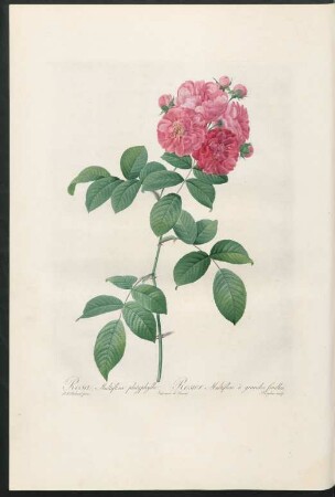 Rosa Multiflora platyphylla. Rosier Multiflore à grandes feuilles. Langlois sculp.