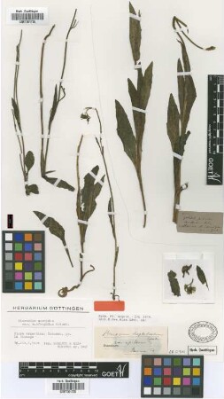 Hieracium sordidum Griseb. var. Griseb. subfrigidum[type]